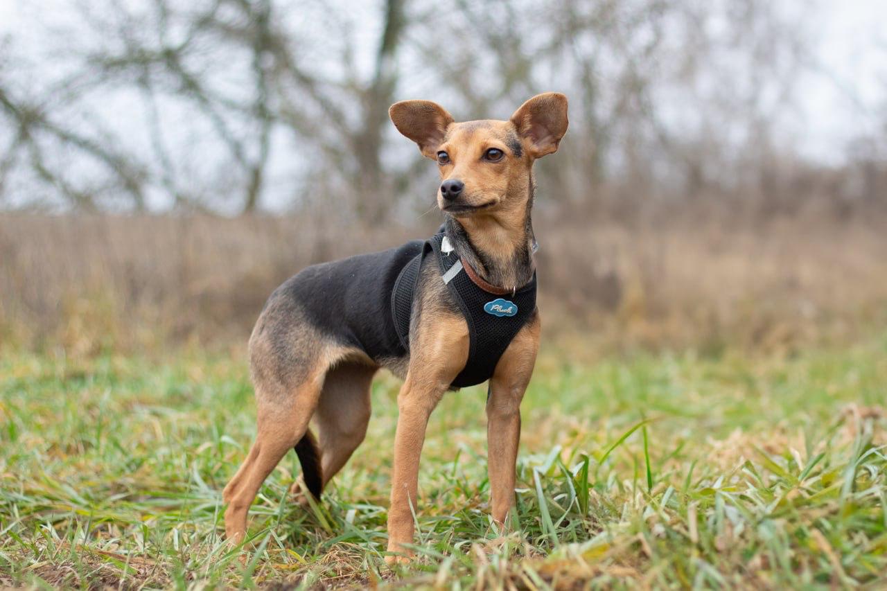 Chiens à adopter